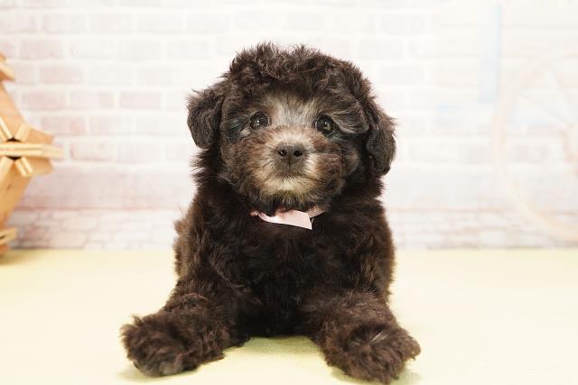 愛知県のトイプードル(トイ) (Coo&RIKU東海一宮店/2025年10月15日生まれ/女の子/グレー)の子犬の1枚目の画像