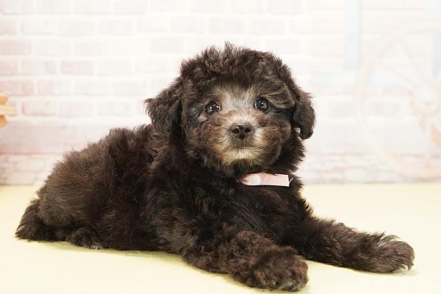 愛知県のトイプードル(トイ) (Coo&RIKU東海一宮店/2025年10月15日生まれ/女の子/グレー)の子犬の2枚目の画像