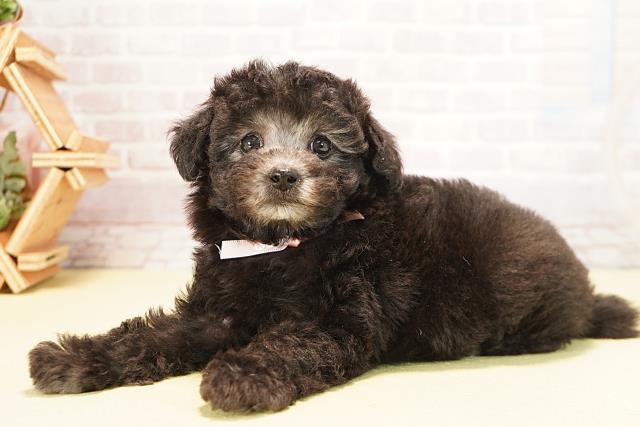 愛知県のトイプードル(トイ) (Coo&RIKU東海一宮店/2025年10月15日生まれ/女の子/グレー)の子犬の3枚目の画像