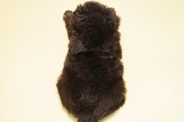 愛知県のトイプードル(トイ) (Coo&RIKU東海一宮店/2025年10月15日生まれ/女の子/グレー)の子犬の4枚目の画像