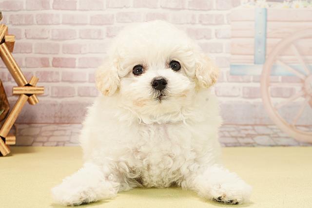 静岡県のトイプードル(トイ) (Coo&RIKU富士店/2025年10月15日生まれ/男の子/ホワイト)の子犬の1枚目の画像