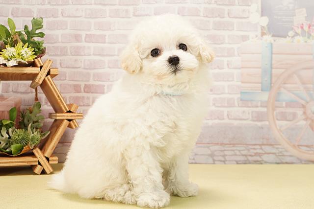 静岡県のトイプードル(トイ) (Coo&RIKU富士店/2025年10月15日生まれ/男の子/ホワイト)の子犬の2枚目の画像