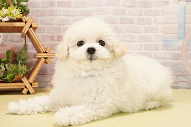 静岡県のトイプードル(トイ) (Coo&RIKU富士店/2025年10月15日生まれ/男の子/ホワイト)の子犬の3枚目の画像