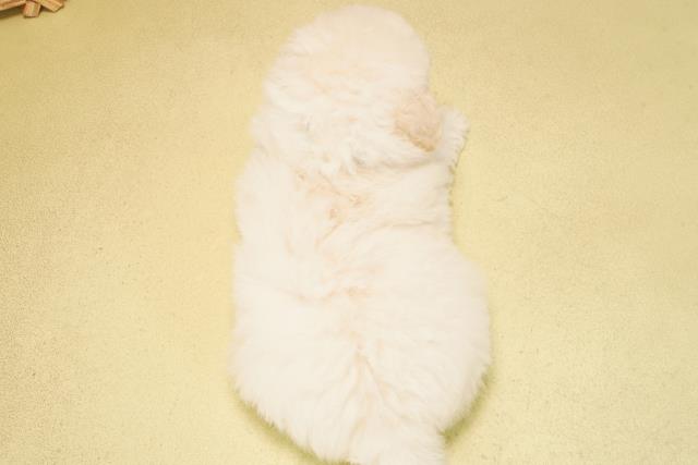 静岡県のトイプードル(トイ) (Coo&RIKU富士店/2025年10月15日生まれ/男の子/ホワイト)の子犬の4枚目の画像