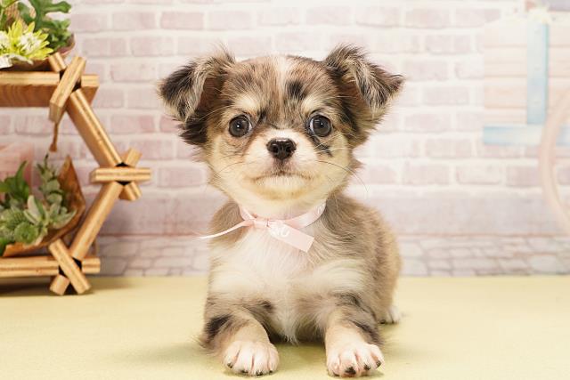 愛知県のチワワ(ロング) (Coo&RIKU東海一宮店/2025年10月12日生まれ/女の子/シルバーマール)の子犬の1枚目の画像