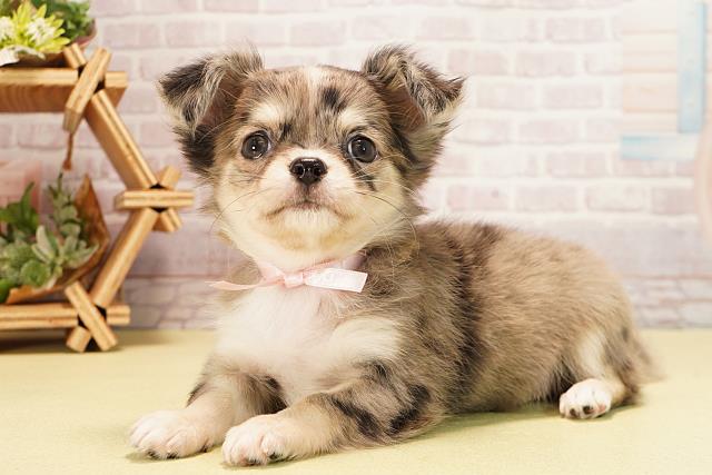 愛知県のチワワ(ロング) (Coo&RIKU東海一宮店/2025年10月12日生まれ/女の子/シルバーマール)の子犬の3枚目の画像