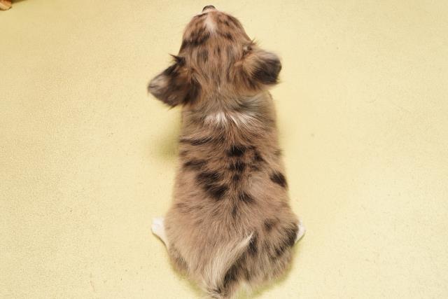 愛知県のチワワ(ロング) (Coo&RIKU東海一宮店/2025年10月12日生まれ/女の子/シルバーマール)の子犬の4枚目の画像