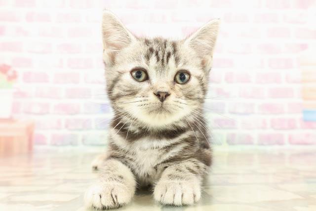 アメリカンショートヘアー