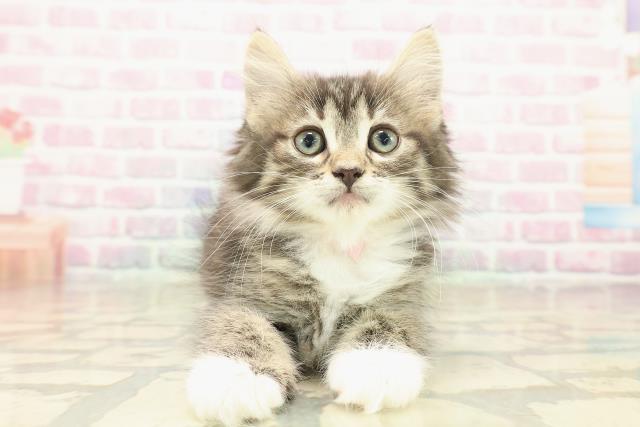 山梨県のノルウェージャンフォレストキャット (Coo&RIKU甲府昭和通り店/2025年10月11日生まれ/女の子/ブラウンタビーホワイト)の子猫の1枚目の画像