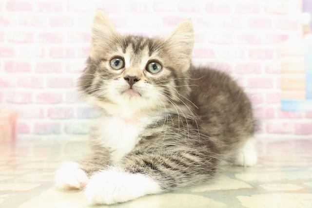 山梨県のノルウェージャンフォレストキャット (Coo&RIKU甲府昭和通り店/2025年10月11日生まれ/女の子/ブラウンタビーホワイト)の子猫の2枚目の画像