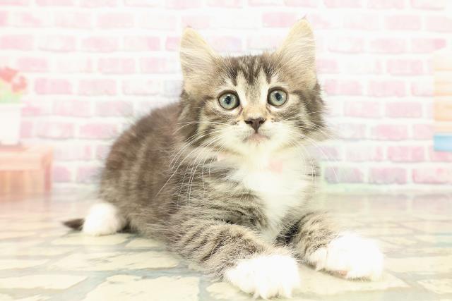 山梨県のノルウェージャンフォレストキャット (Coo&RIKU甲府昭和通り店/2025年10月11日生まれ/女の子/ブラウンタビーホワイト)の子猫の3枚目の画像