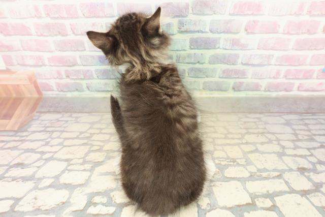 山梨県のノルウェージャンフォレストキャット (Coo&RIKU甲府昭和通り店/2025年10月11日生まれ/女の子/ブラウンタビーホワイト)の子猫の4枚目の画像