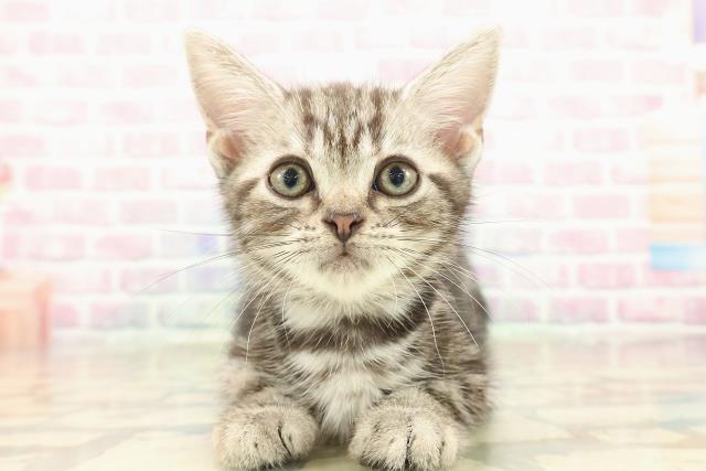 神奈川県のアメリカンショートヘアー (Coo&RIKU平塚店/2025年10月2日生まれ/男の子/シルバークラシックタビー)の子猫の1枚目の画像