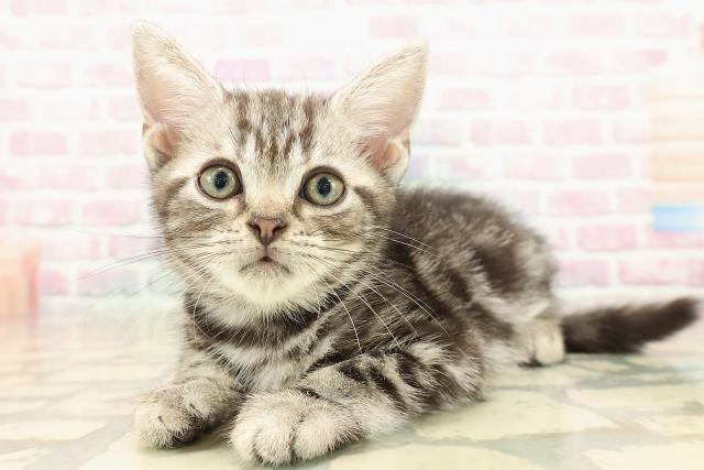神奈川県のアメリカンショートヘアー (Coo&RIKU平塚店/2025年10月2日生まれ/男の子/シルバークラシックタビー)の子猫の2枚目の画像