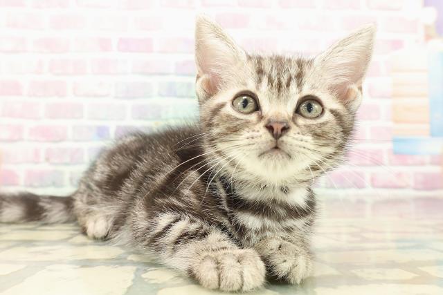 神奈川県のアメリカンショートヘアー (Coo&RIKU平塚店/2025年10月2日生まれ/男の子/シルバークラシックタビー)の子猫の3枚目の画像