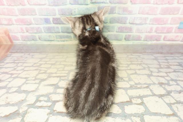 神奈川県のアメリカンショートヘアー (Coo&RIKU平塚店/2025年10月2日生まれ/男の子/シルバークラシックタビー)の子猫の4枚目の画像