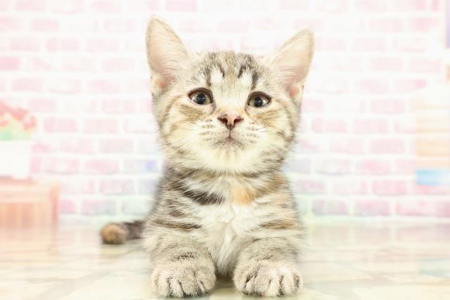 アメリカンショートヘアー