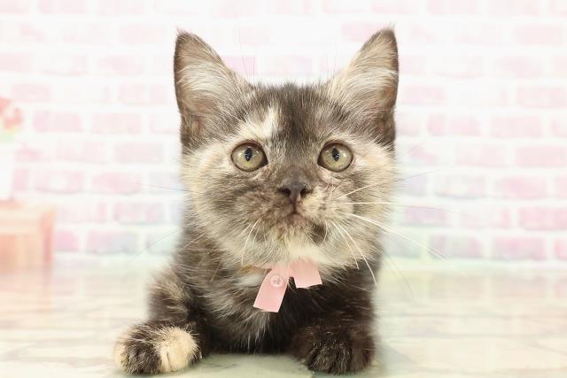 アメリカンショートヘアー