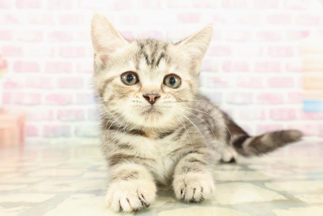 アメリカンショートヘアー