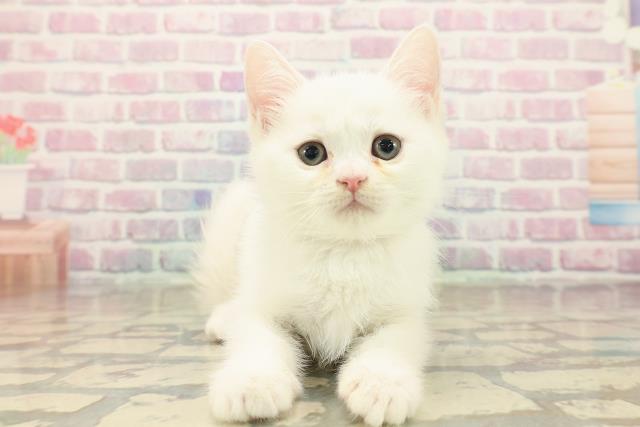 東京都のミヌエット (Coo&RIKU府中店/2025年10月14日生まれ/女の子/ホワイト)の子猫の1枚目の画像