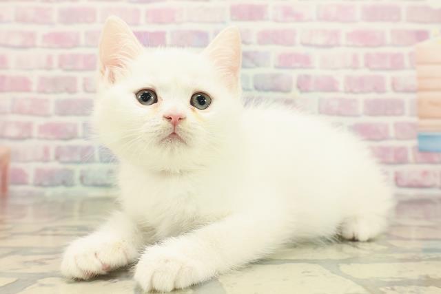 東京都のミヌエット (Coo&RIKU府中店/2025年10月14日生まれ/女の子/ホワイト)の子猫の2枚目の画像