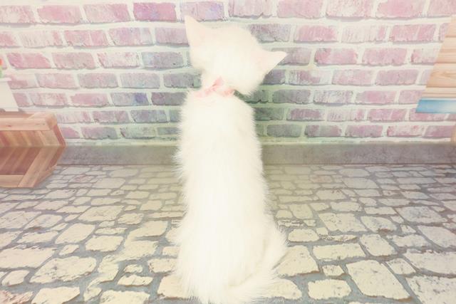 東京都のミヌエット (Coo&RIKU府中店/2025年10月14日生まれ/女の子/ホワイト)の子猫の4枚目の画像