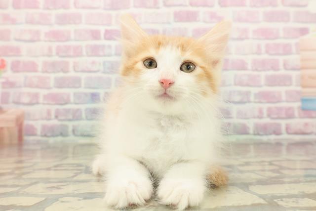 栃木県のノルウェージャンフォレストキャット (Coo&RIKU小山店/2025年10月11日生まれ/男の子/レッドタビーホワイト)の子猫の1枚目の画像