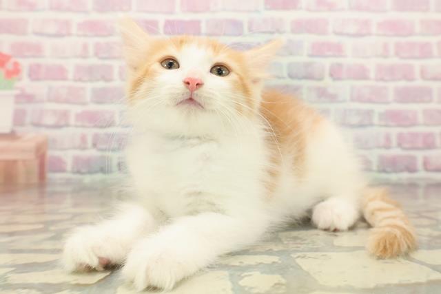 栃木県のノルウェージャンフォレストキャット (Coo&RIKU小山店/2025年10月11日生まれ/男の子/レッドタビーホワイト)の子猫の2枚目の画像