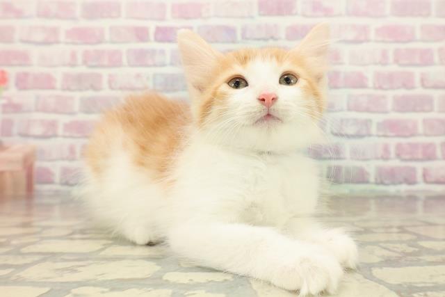 栃木県のノルウェージャンフォレストキャット (Coo&RIKU小山店/2025年10月11日生まれ/男の子/レッドタビーホワイト)の子猫の3枚目の画像