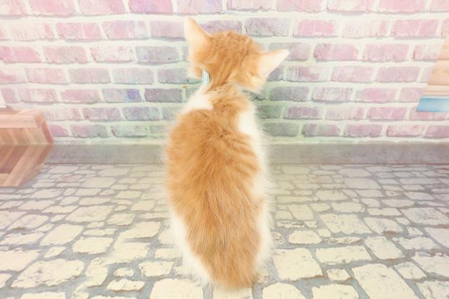 栃木県のノルウェージャンフォレストキャット (Coo&RIKU小山店/2025年10月11日生まれ/男の子/レッドタビーホワイト)の子猫の4枚目の画像