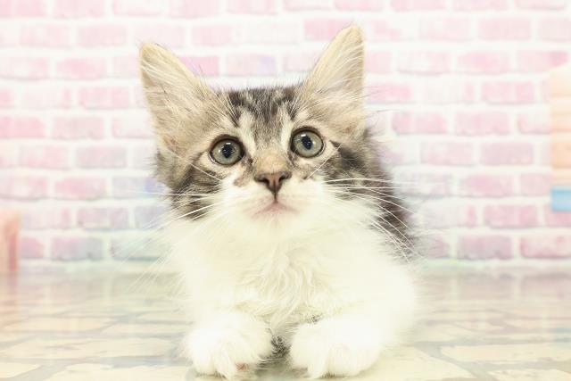 ノルウェージャン・フォレストキャット