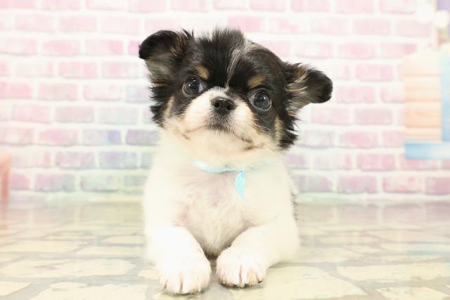 神奈川県のチワワ(ロング) (Coo&RIKU江の島店/2025年10月14日生まれ/男の子/ホワイトブラックタン)の子犬の1枚目の画像