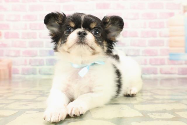 神奈川県のチワワ(ロング) (Coo&RIKU江の島店/2025年10月14日生まれ/男の子/ホワイトブラックタン)の子犬の2枚目の画像