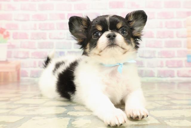 神奈川県のチワワ(ロング) (Coo&RIKU江の島店/2025年10月14日生まれ/男の子/ホワイトブラックタン)の子犬の3枚目の画像