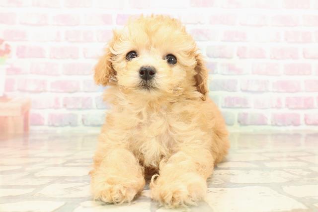 神奈川県のトイプードル(トイ) (Coo&RIKU横浜港南台店/2025年10月13日生まれ/女の子/アプリコット)の子犬の1枚目の画像