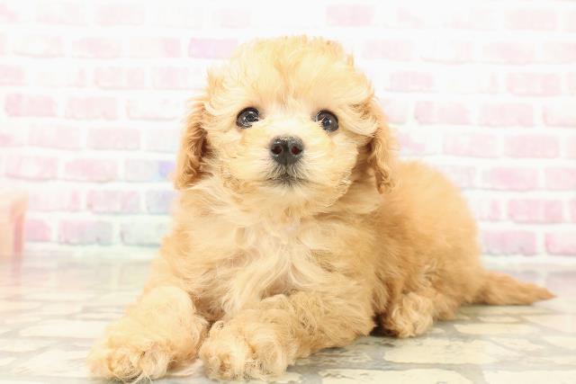 神奈川県のトイプードル(トイ) (Coo&RIKU横浜港南台店/2025年10月13日生まれ/女の子/アプリコット)の子犬の2枚目の画像