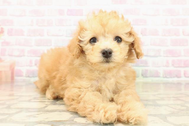 神奈川県のトイプードル(トイ) (Coo&RIKU横浜港南台店/2025年10月13日生まれ/女の子/アプリコット)の子犬の3枚目の画像