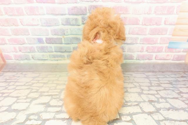 神奈川県のトイプードル(トイ) (Coo&RIKU横浜港南台店/2025年10月13日生まれ/女の子/アプリコット)の子犬の4枚目の画像