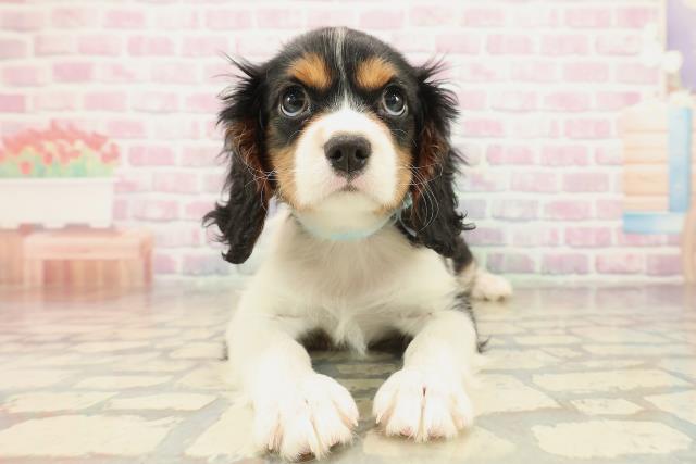 栃木県のキャバリアキングチャールズスパニエル (Coo&RIKUFKDインターパーク店/2025年10月8日生まれ/男の子/トライカラー)の子犬の1枚目の画像