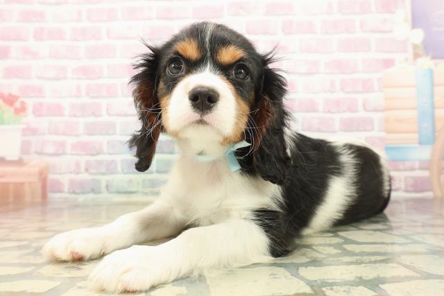 栃木県のキャバリアキングチャールズスパニエル (Coo&RIKUFKDインターパーク店/2025年10月8日生まれ/男の子/トライカラー)の子犬の2枚目の画像