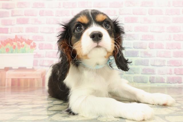 栃木県のキャバリアキングチャールズスパニエル (Coo&RIKUFKDインターパーク店/2025年10月8日生まれ/男の子/トライカラー)の子犬の3枚目の画像