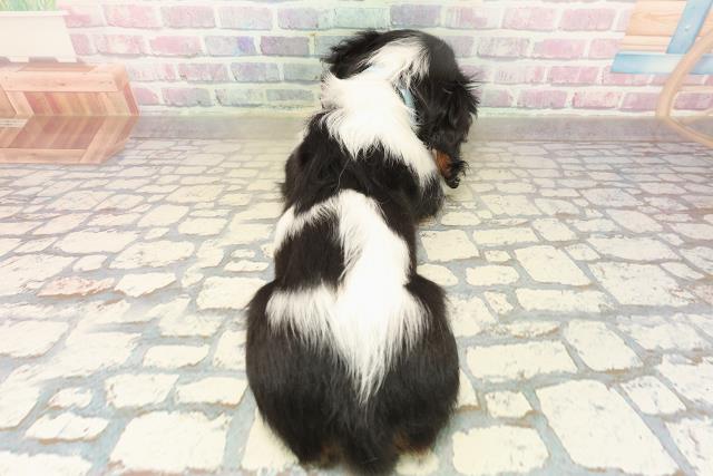 栃木県のキャバリアキングチャールズスパニエル (Coo&RIKUFKDインターパーク店/2025年10月8日生まれ/男の子/トライカラー)の子犬の4枚目の画像