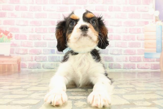 栃木県のキャバリアキングチャールズスパニエル (Coo&RIKU宇都宮店/2025年10月8日生まれ/男の子/トライカラー)の子犬の1枚目の画像