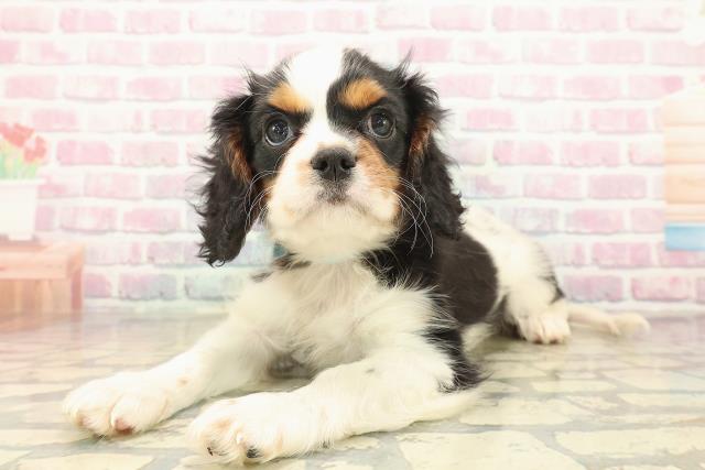 栃木県のキャバリアキングチャールズスパニエル (Coo&RIKU宇都宮店/2025年10月8日生まれ/男の子/トライカラー)の子犬の2枚目の画像