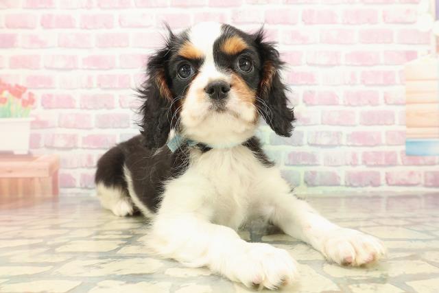 栃木県のキャバリアキングチャールズスパニエル (Coo&RIKU宇都宮店/2025年10月8日生まれ/男の子/トライカラー)の子犬の3枚目の画像