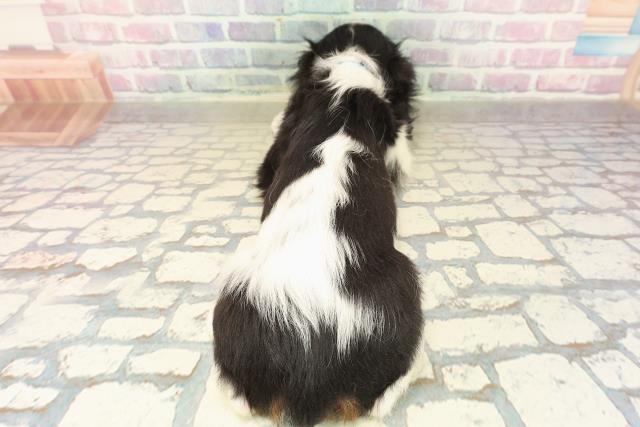 栃木県のキャバリアキングチャールズスパニエル (Coo&RIKU宇都宮店/2025年10月8日生まれ/男の子/トライカラー)の子犬の4枚目の画像