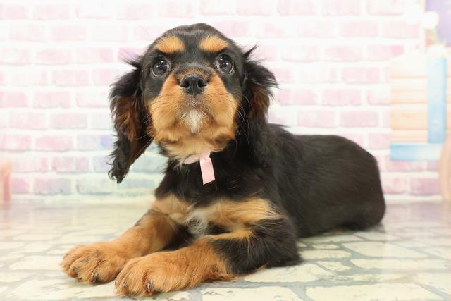 神奈川県のキャバリアキングチャールズスパニエル (Coo&RIKU横須賀店/2025年10月8日生まれ/女の子/ブラックタン)の子犬の2枚目の画像