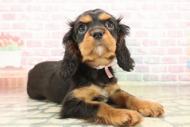 神奈川県のキャバリアキングチャールズスパニエル (Coo&RIKU横須賀店/2025年10月8日生まれ/女の子/ブラックタン)の子犬の3枚目の画像