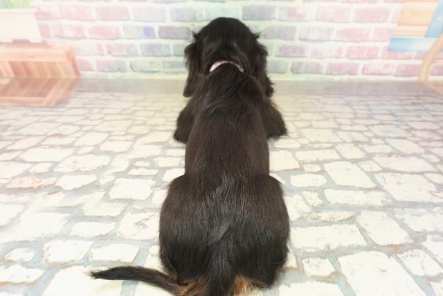 神奈川県のキャバリアキングチャールズスパニエル (Coo&RIKU横須賀店/2025年10月8日生まれ/女の子/ブラックタン)の子犬の4枚目の画像