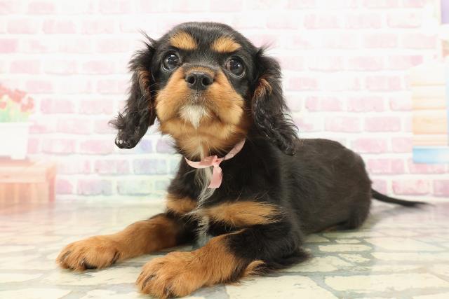 神奈川県のキャバリアキングチャールズスパニエル (Coo&RIKU藤沢店/2025年10月8日生まれ/女の子/ブラックタン)の子犬の2枚目の画像